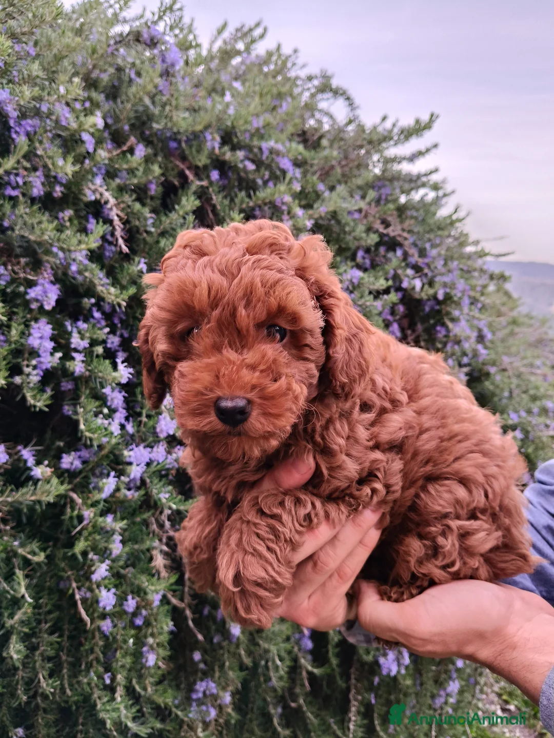 Barboncino cani in vendita: Cuccioli Maschi di Barboncino - Annuncio 1