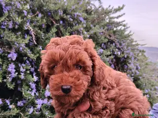 Barboncino cani Cuccioli Maschi di Barboncino - Annuncio 1
