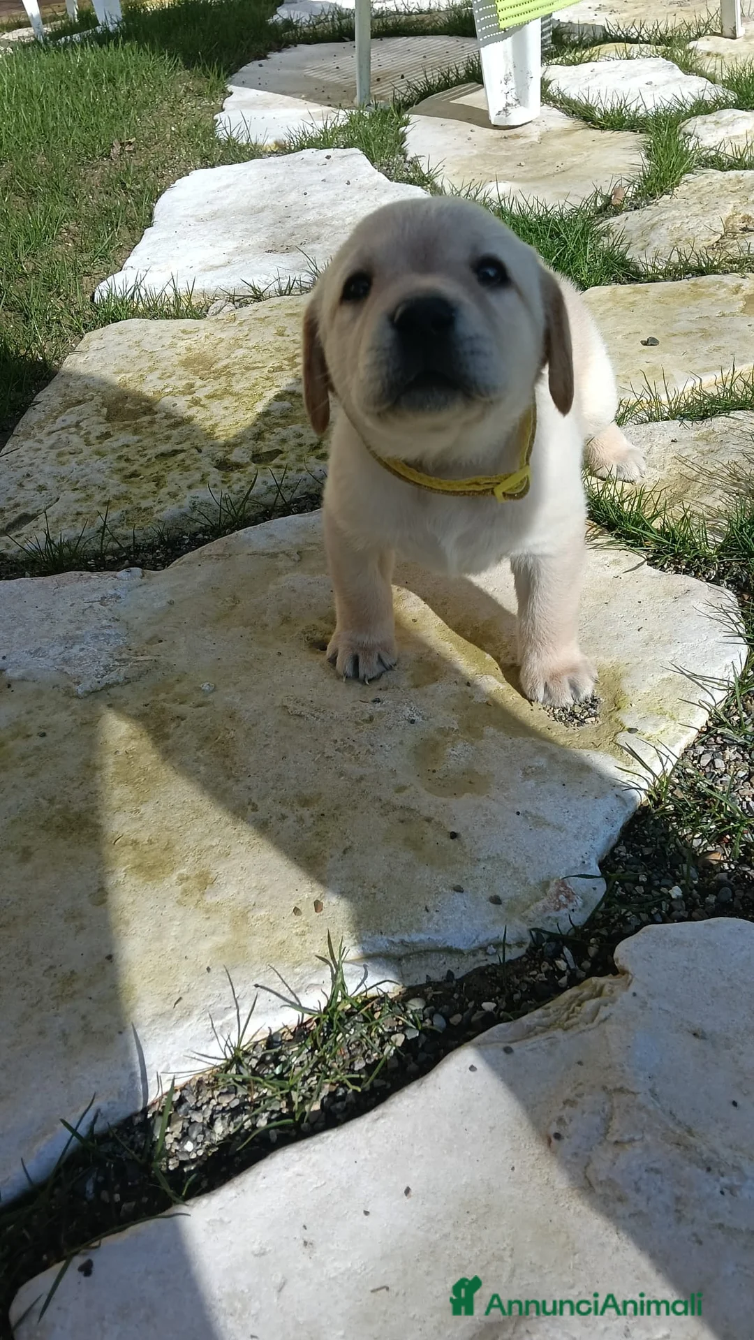 Labrador cani in vendita: LABRADOR felicità A 4 ZAMPE - Annuncio 7