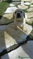 Labrador Cucciolo 6