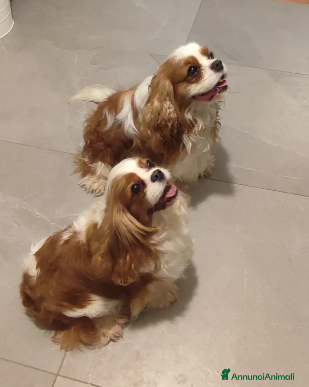 Immagine della galleria {{count}}