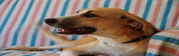 Meticcio cani in regalo: Stella, gli occhi della felicità - Annuncio 3