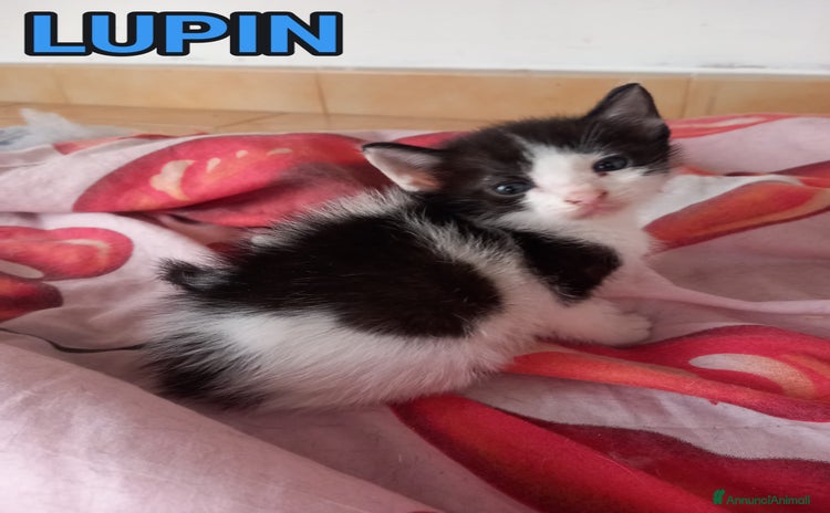 Europeo gatti a Lecco - Annuncio 20