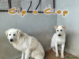 Meticcio cani CIP e CIOP ancora cuccioloni - Annuncio 11