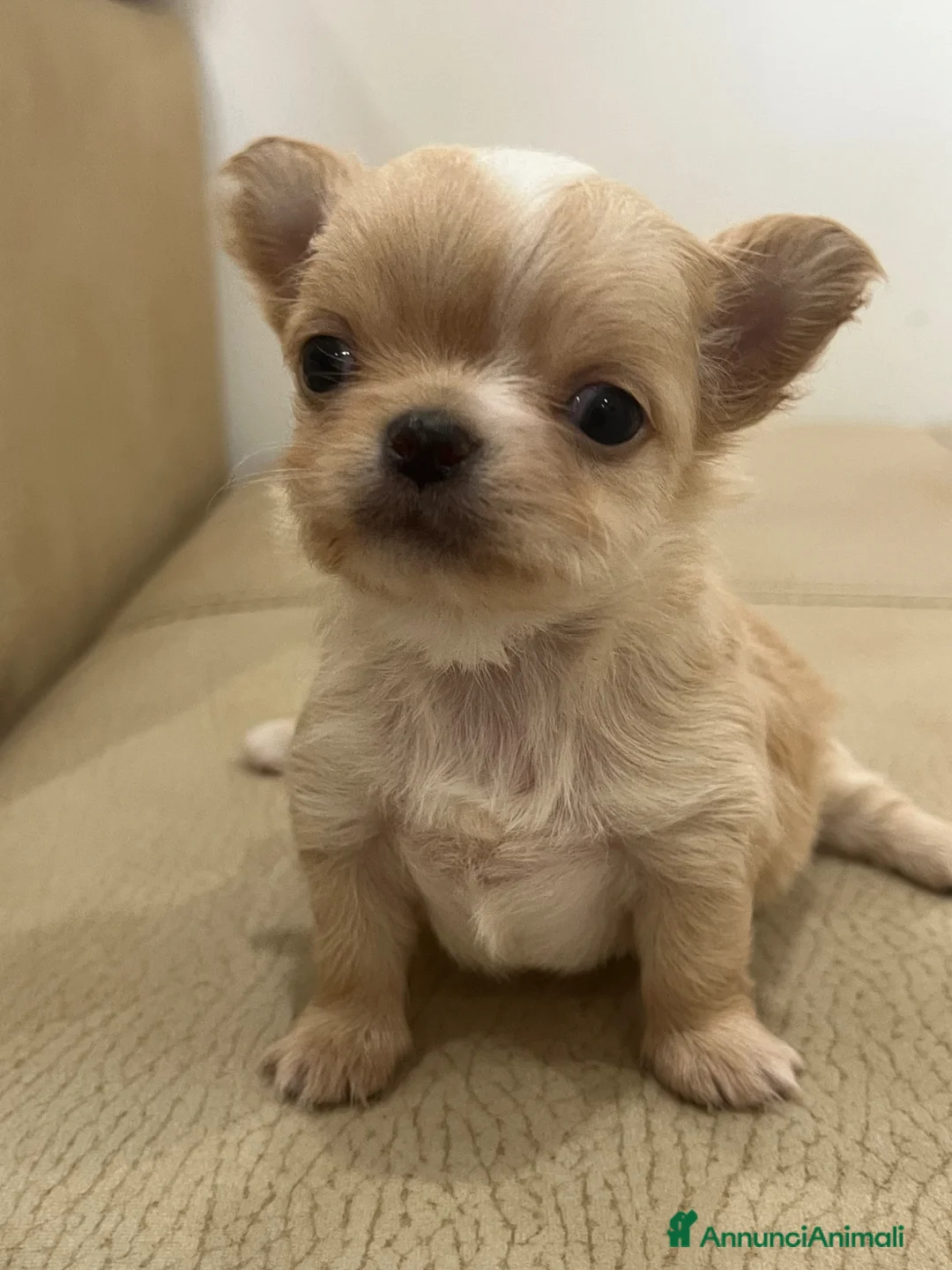 Chihuahua cani in vendita: Chihuahua maschio  - Annuncio 1