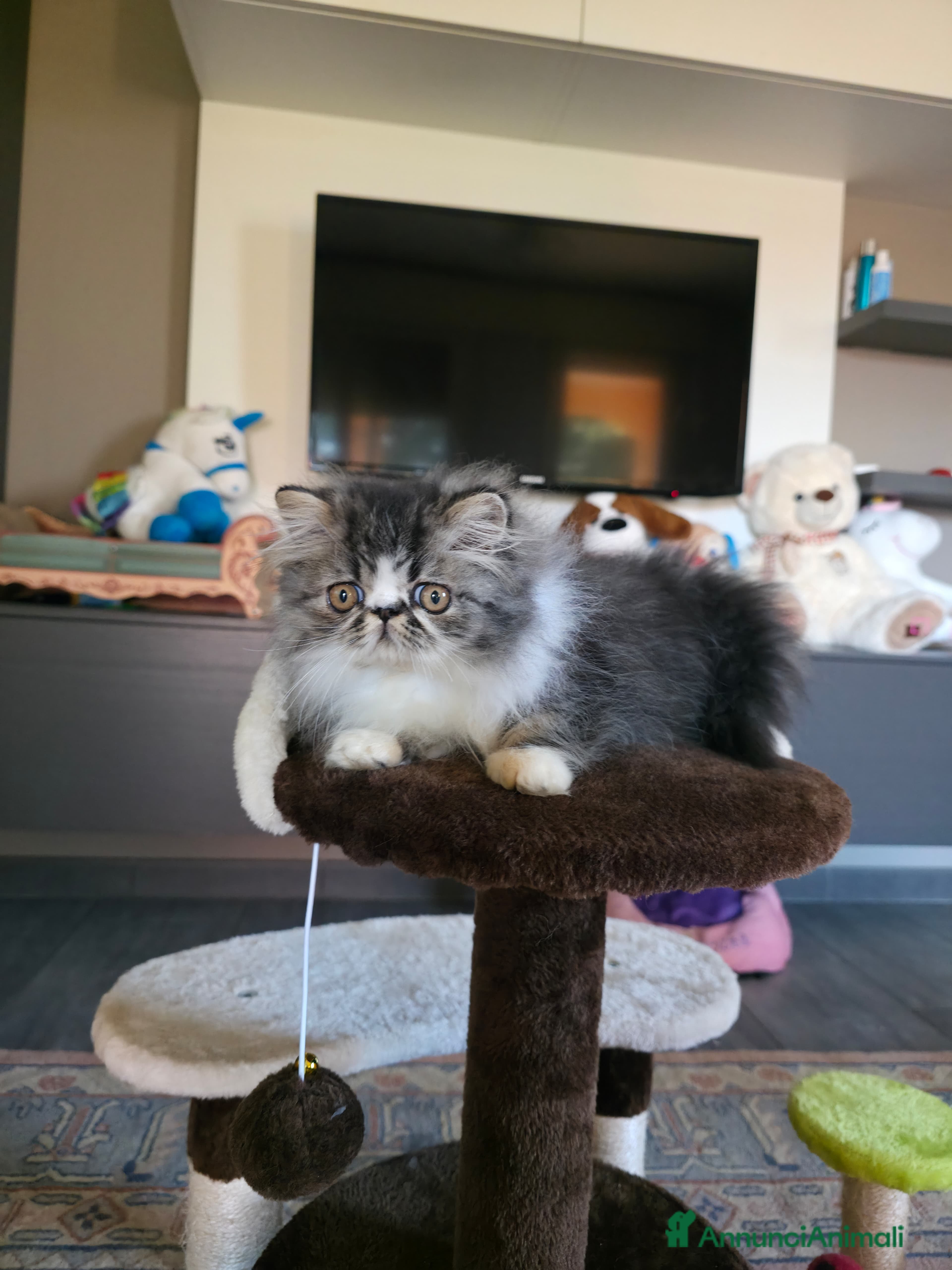 Persiano gatti Cucciolo persiano  - Annuncio 1