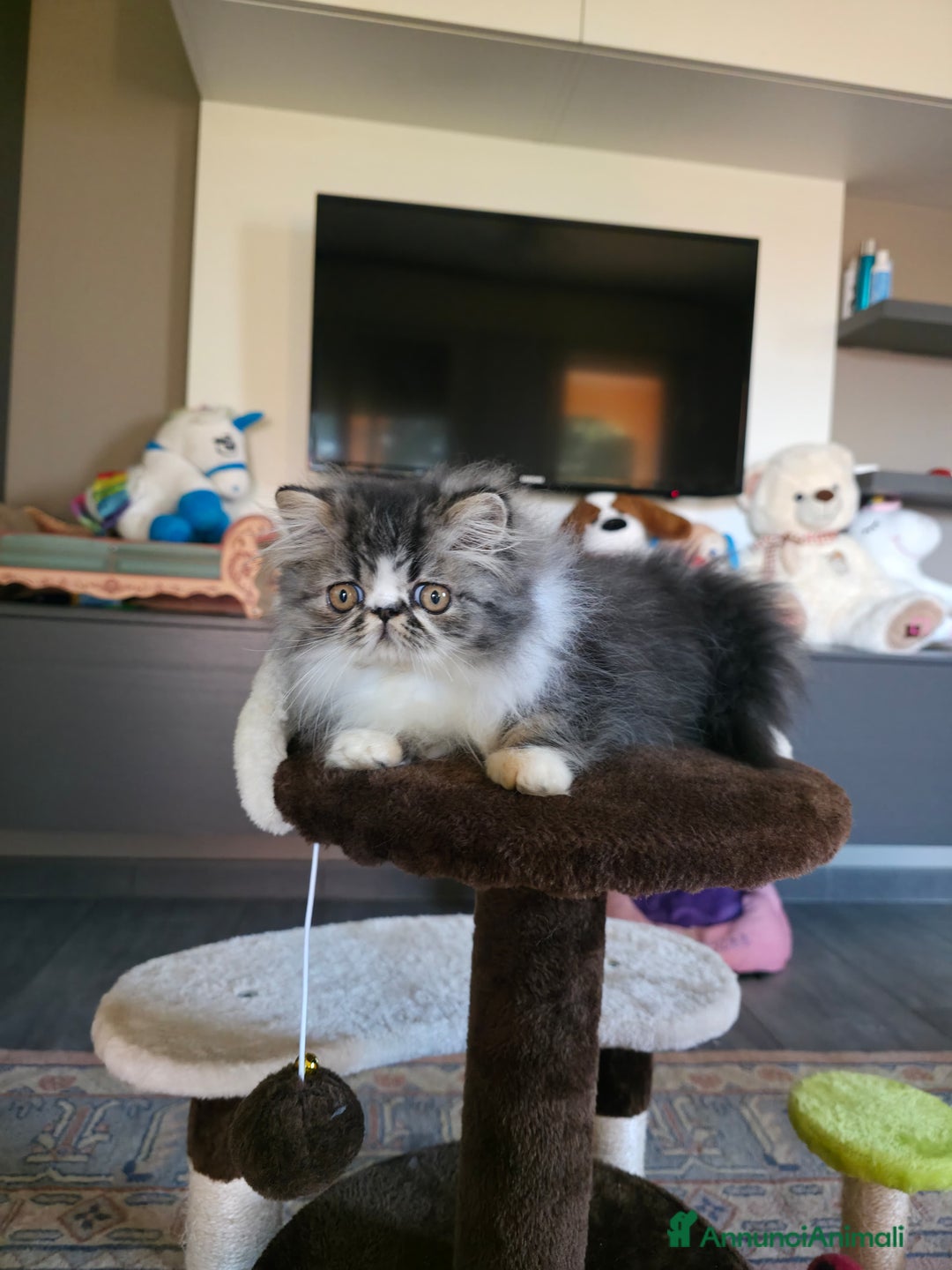 Persiano gatti in vendita: Cucciolo persiano  - Annuncio 1