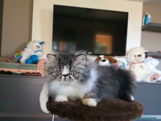 Persiano gatti Cucciolo persiano - Annuncio 1