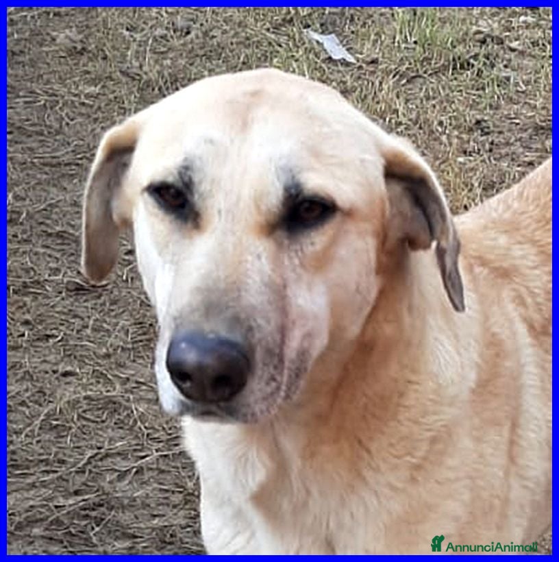 Meticcio cani ISABELLA dolce e triste - Annuncio 34