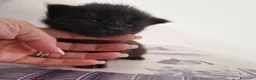 Maine Coon gatti in vendita: Cuccioli di Maine coon  - Annuncio 1