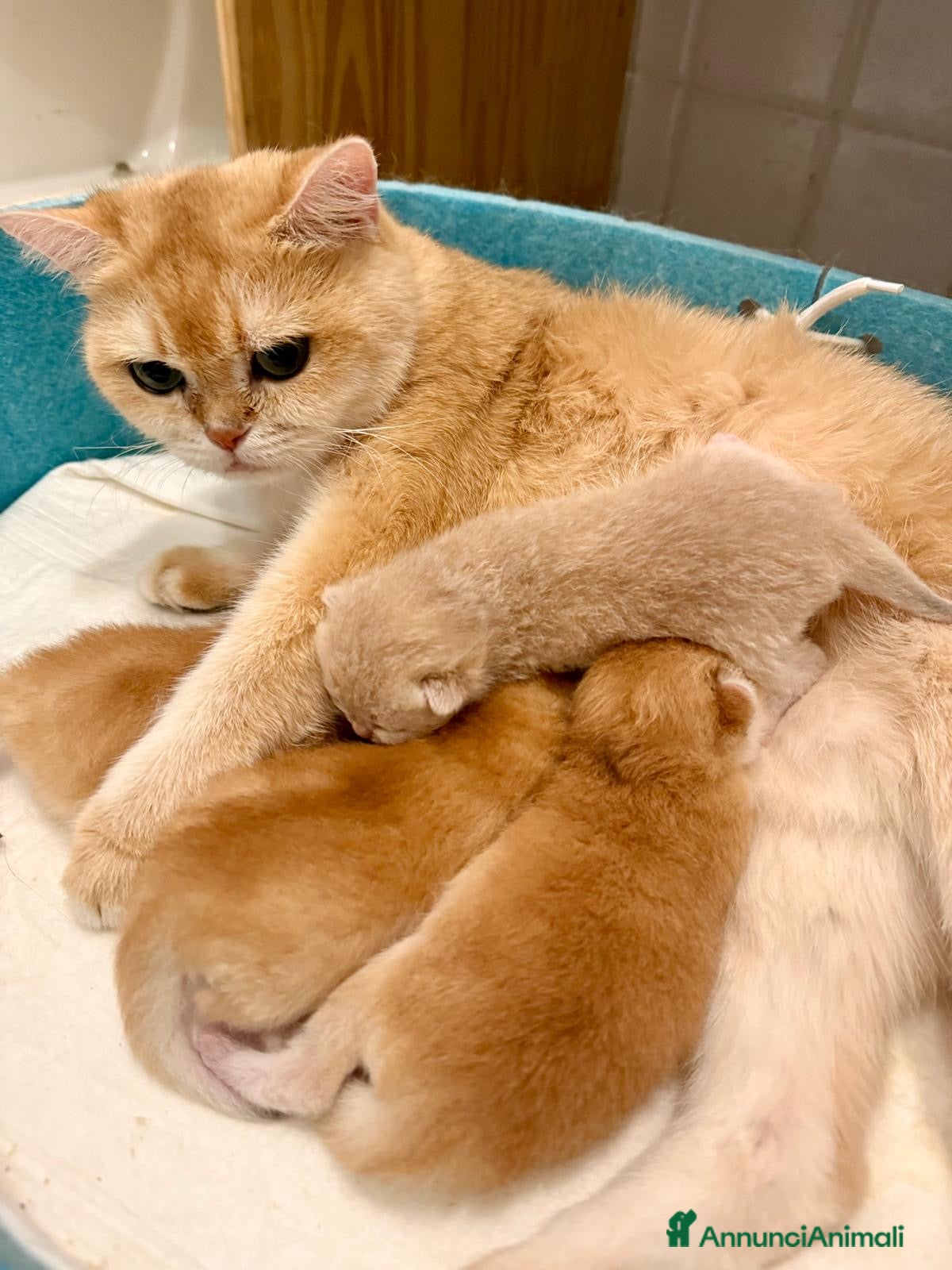 British gatti Gattino British shorthair golden chell ny12 - Annuncio 1