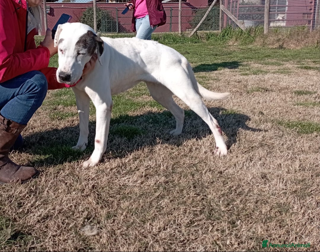 Meticcio cani in regalo: ADOZIONE DEL CUORE_MONICA NONNINA TENERISSIMA a Provincia di Latina - Annuncio 3