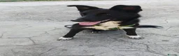 Pastore Belga cani in regalo: Cucciolo di pastore belga cerca casa  a Provincia di Catanzaro - Annuncio 5