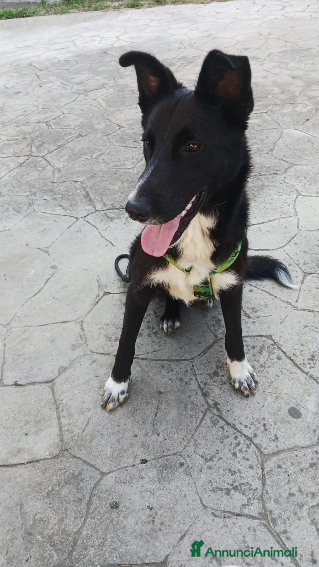 Pastore Belga cani in regalo: Cucciolo di pastore belga cerca casa  a Provincia di Catanzaro - Annuncio 5