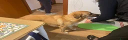 Meticcio cani in regalo: Maya 1 anno, carattere eccezionale a Città Metropolitana di Bologna - Annuncio 7