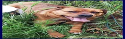 Meticcio cani in regalo: JOSEF adorabile cicciotto - Annuncio 3