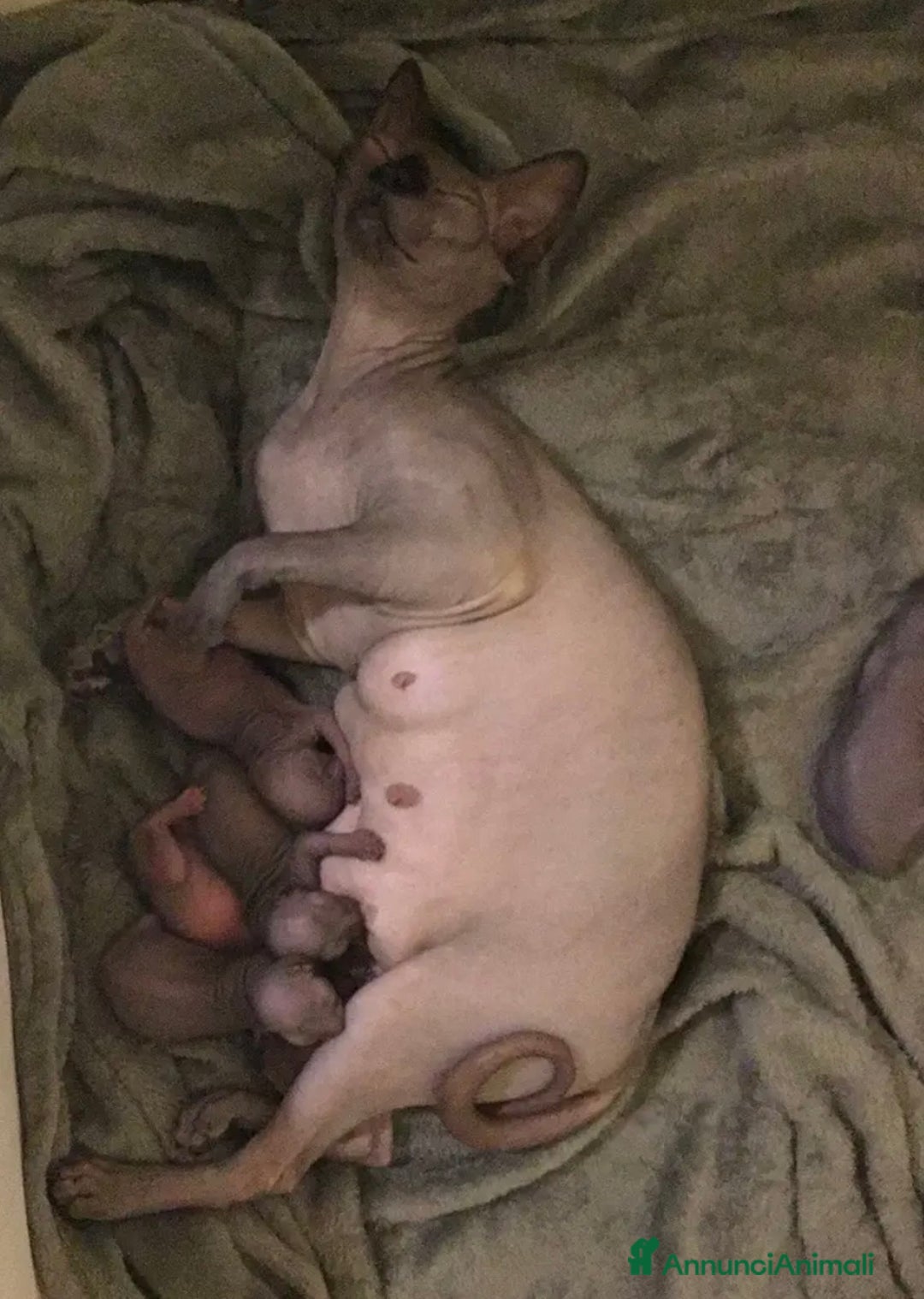 Sphynx gatti in vendita: Cuccioli di Canadian Sphynx con pedigree - Annuncio 5