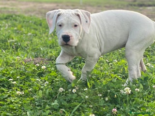 Dogo Argentino cani CUCCIOLI DOGO ARGENTINO - Annuncio 2