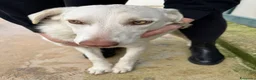 Meticcio cani in regalo: Chiara: giovane, socievole ed equilibrata - Annuncio 31