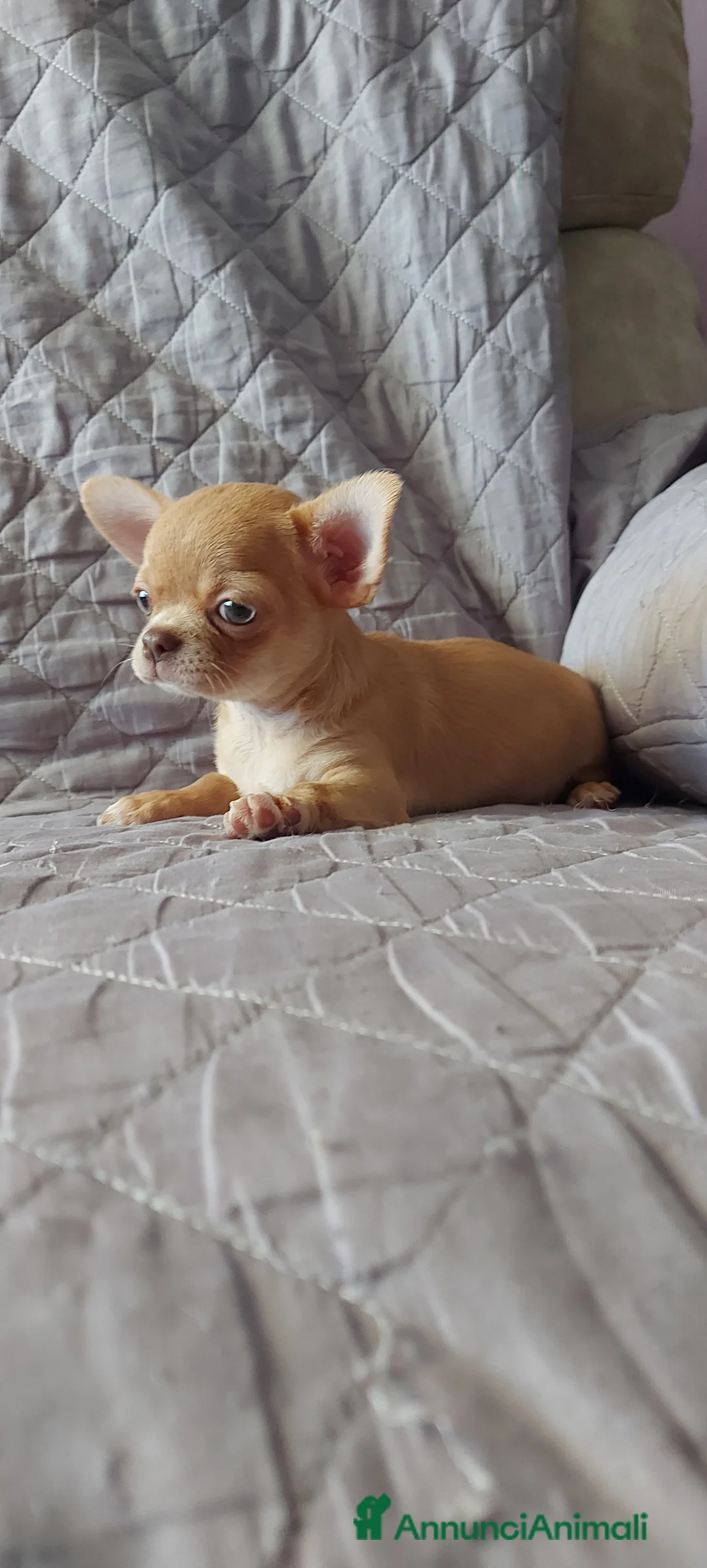 Immagine della galleria {{count}}