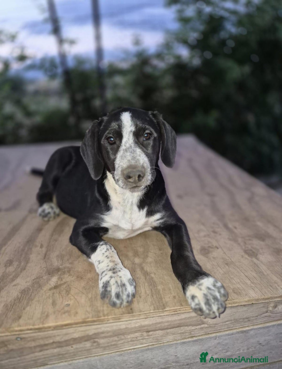 Meticcio cani Ultimi 2cuccioli rimasti 4 e 6 mesi.CATANIA SOS  - Annuncio 33