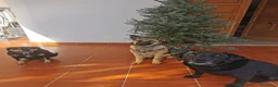 Pastore Belga cani in regalo: Regalo Sole - Annuncio 15