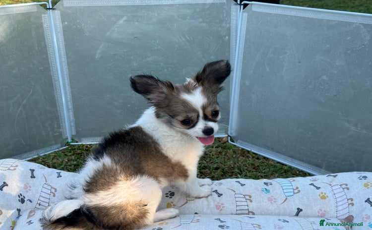 Chihuahua cani - Annuncio 2