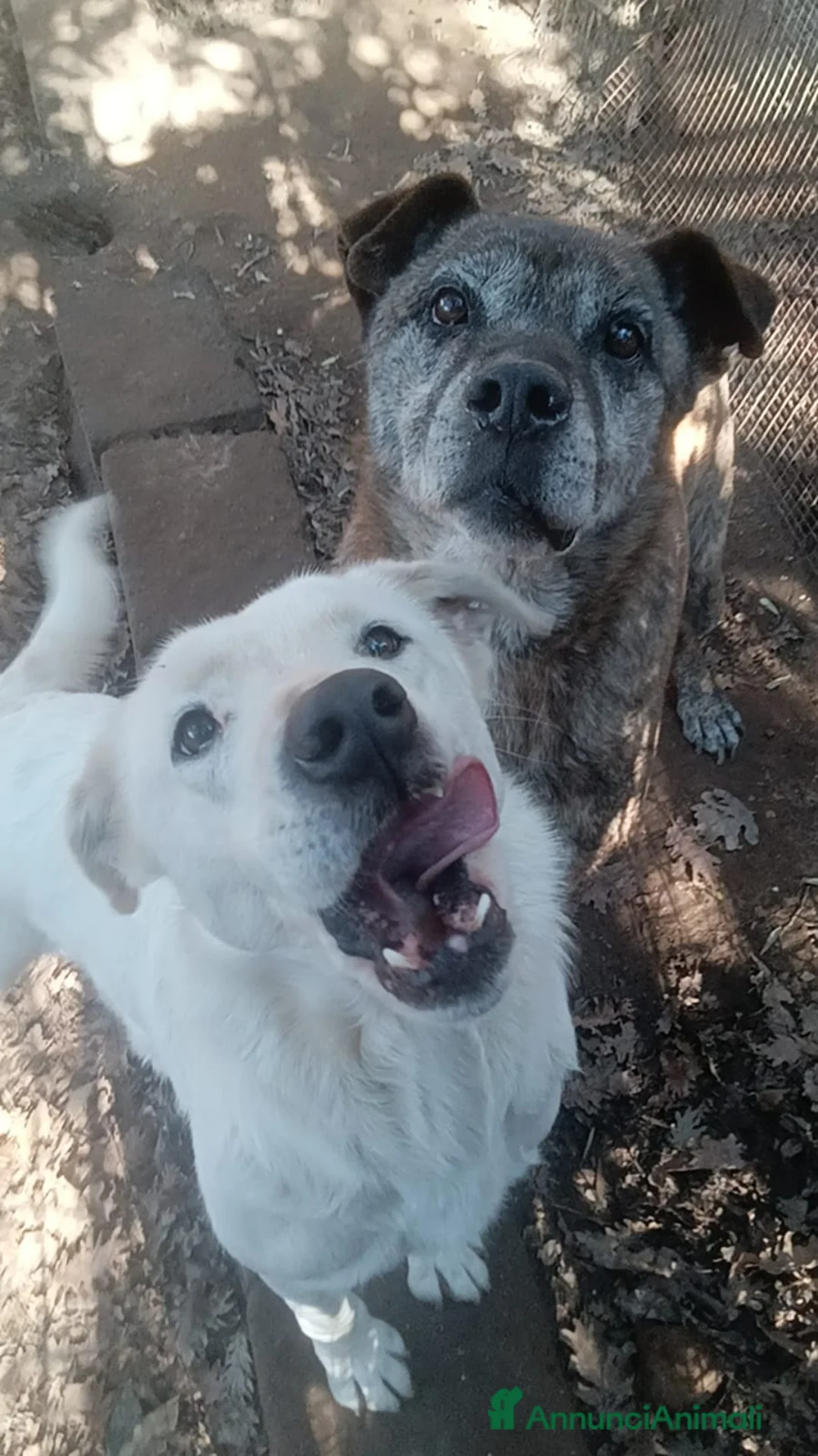Meticcio cani in regalo: Heide dolcissima labradorina in adozione a Provincia di Latina - Annuncio 6