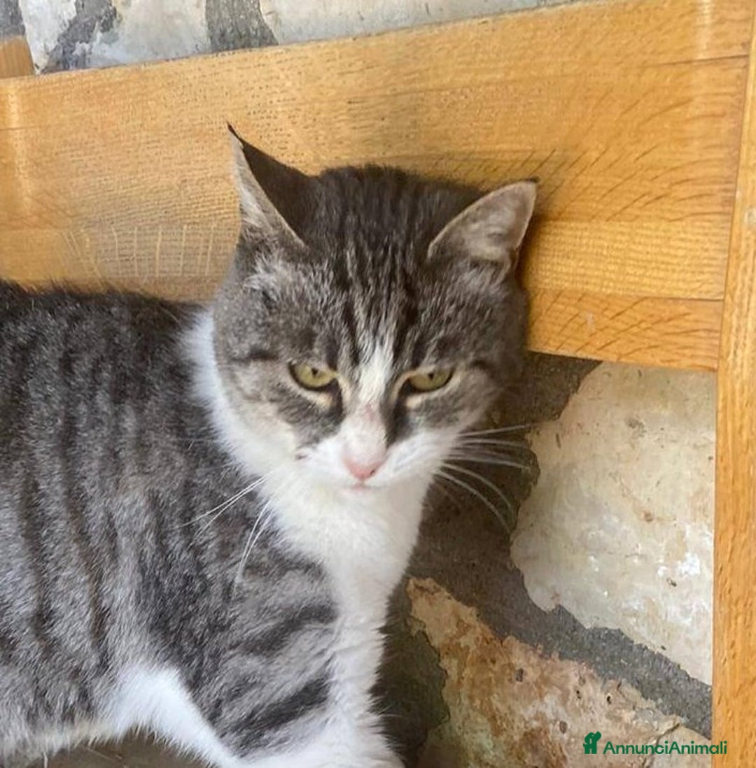 Europeo gatti in regalo: Dolce micia da adottare, LICIA! - Annuncio 7