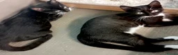 Europeo gatti in regalo: Gattine sorelle 4 mesi buonissime - Annuncio 1