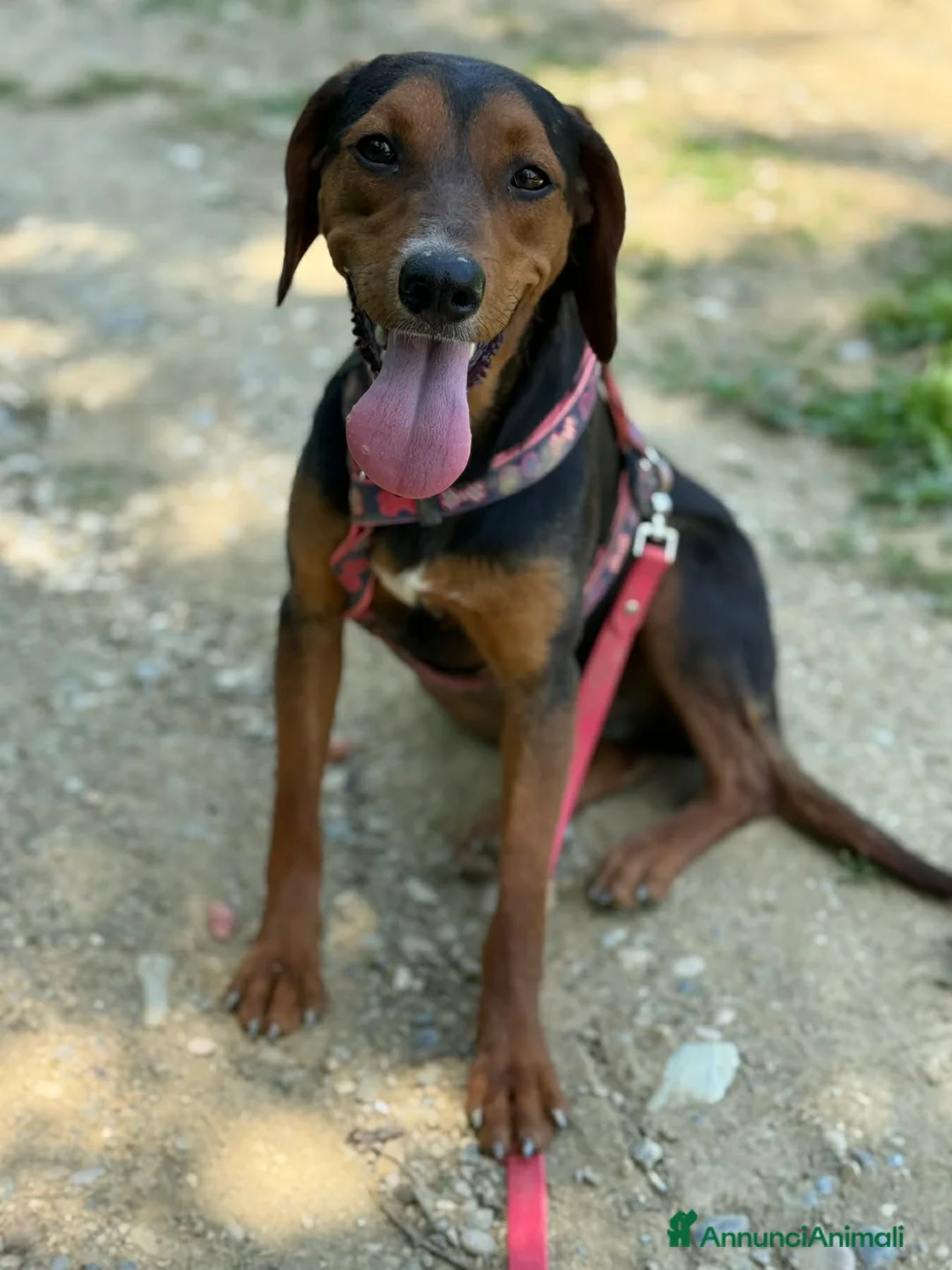 Meticcio cani in regalo: ERA, cucciolona tanto coccolona! Cerca famiglia - Annuncio 1