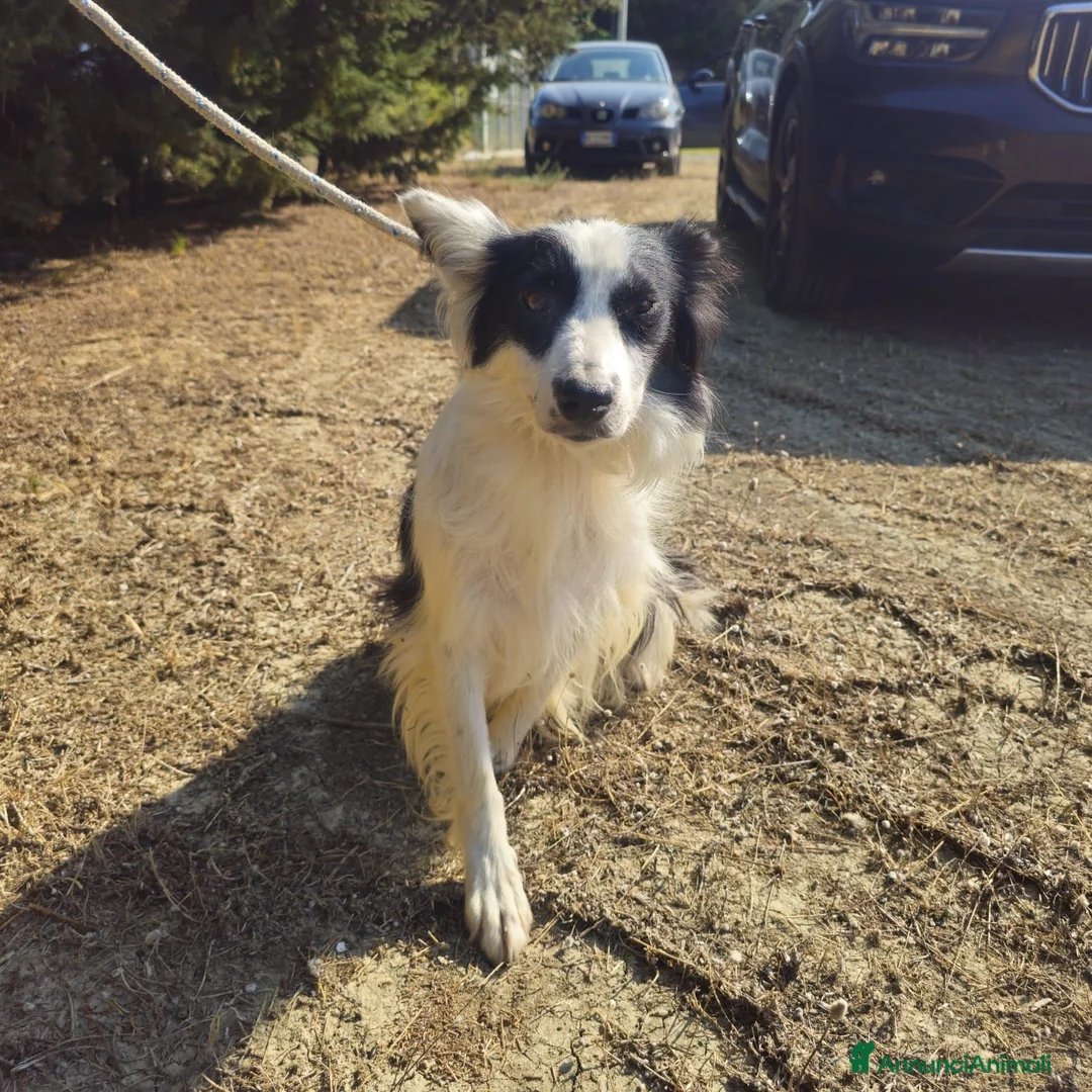 Meticcio cani in regalo: amelie - Annuncio 5