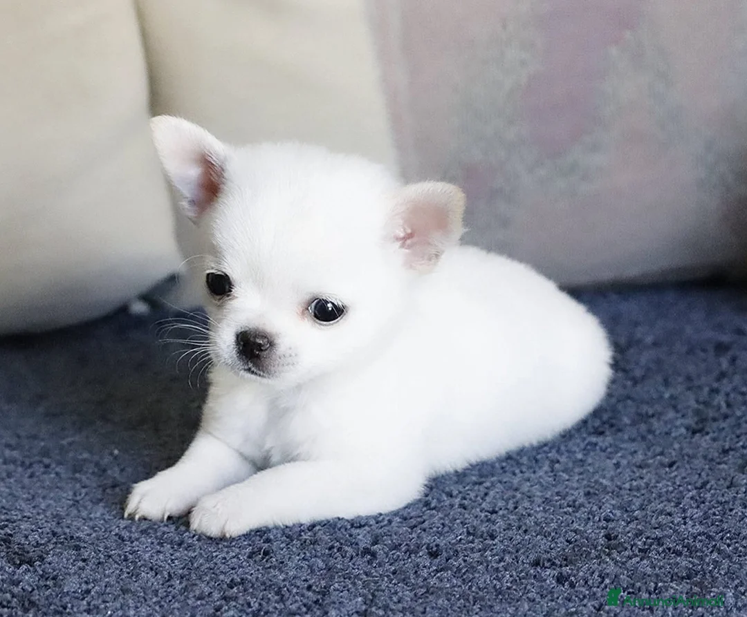 Chihuahua cani in vendita: Super chihuahua pedigree enci  - Annuncio 1