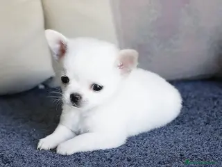 Chihuahua cani in vendita: Super chihuahua pedigree enci - Annuncio 2