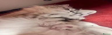 Siberiano Gattino 4