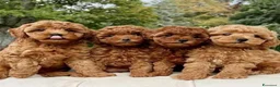 Barboncino Toy cani in vendita: Barboncino toy - Annuncio 1