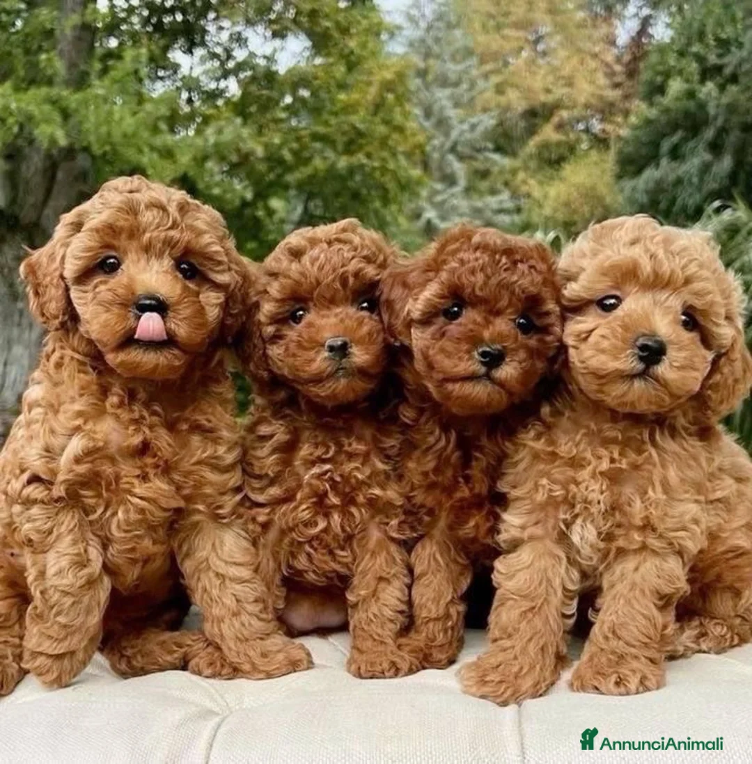 Barboncino Toy cani in vendita: Barboncino toy - Annuncio 1