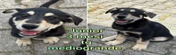 Meticcio cani in regalo: ADOTTA UN CUCCIOLO! a Provincia di Reggio Emilia - Annuncio 4