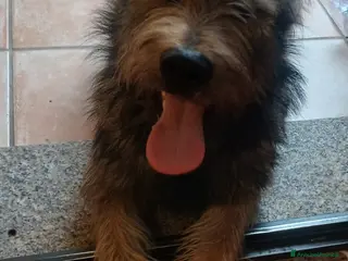 Meticcio cani Mix Spinoncino 9mesi URGENTE CASA SOLO SARDEDNA! - Annuncio 15