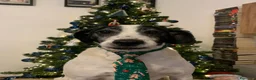Meticcio cani in regalo: Ettore cerca casa (regalo) a Provincia di Bergamo - Annuncio 3