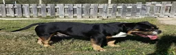 American Bully cani in vendita: American bully - Annuncio 4