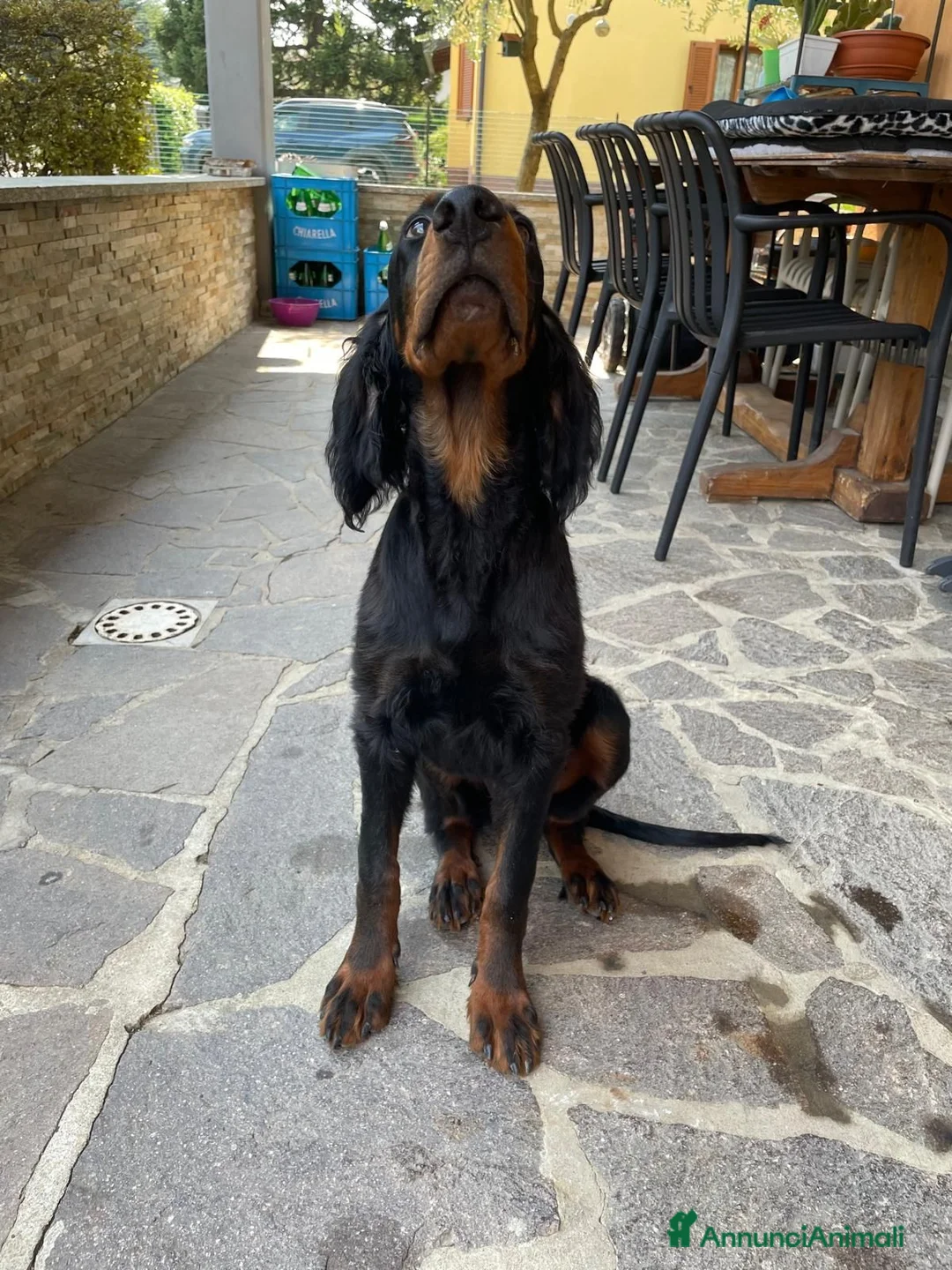 Setter Gordon cani in vendita: ULTIMO splendido cucciolo MASCHIO di Setter Gordon - Annuncio 6