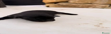Cucciolo nero – Maschio (simil Labrador)