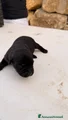 Cucciolo nero – Maschio (simil Labrador)