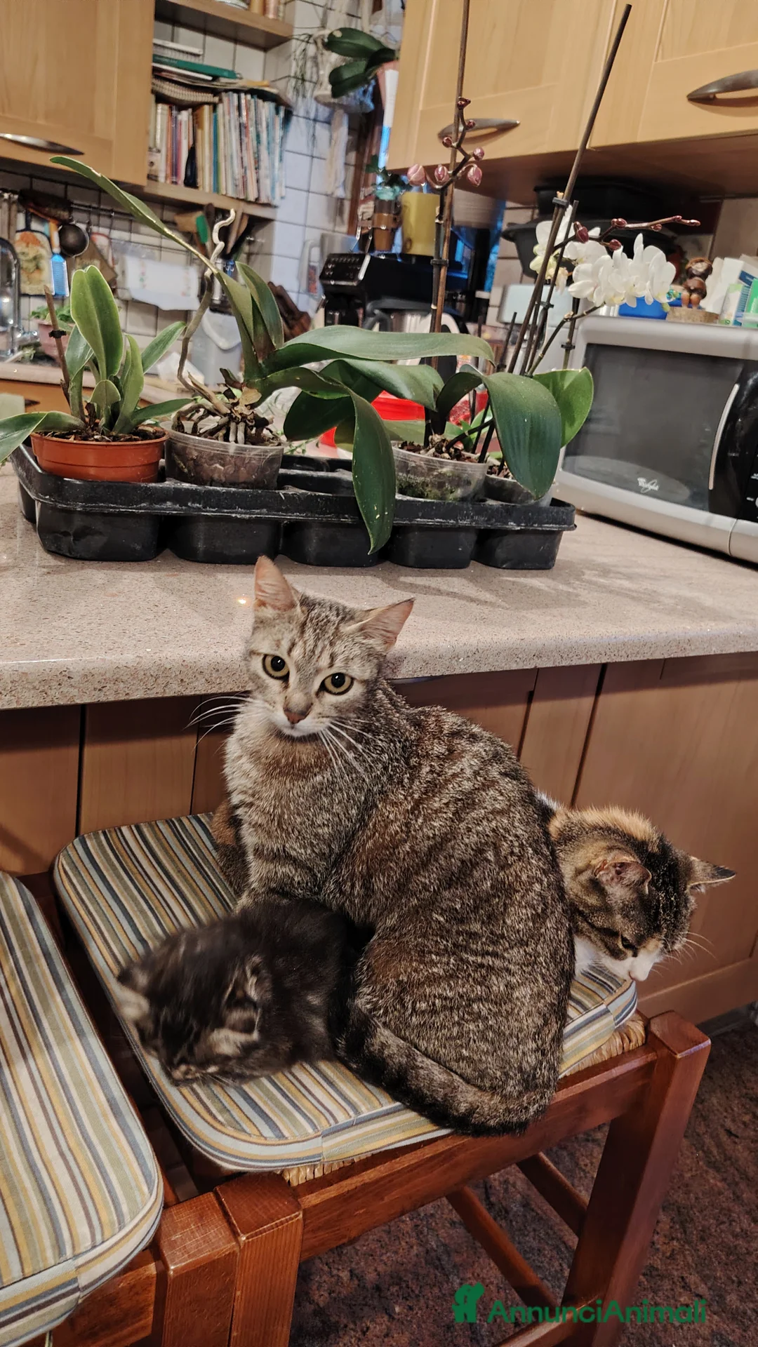 Europeo gatti in regalo: Regalo gattina a pelo lungo morbidissimo a Provincia di Brescia - Annuncio 2