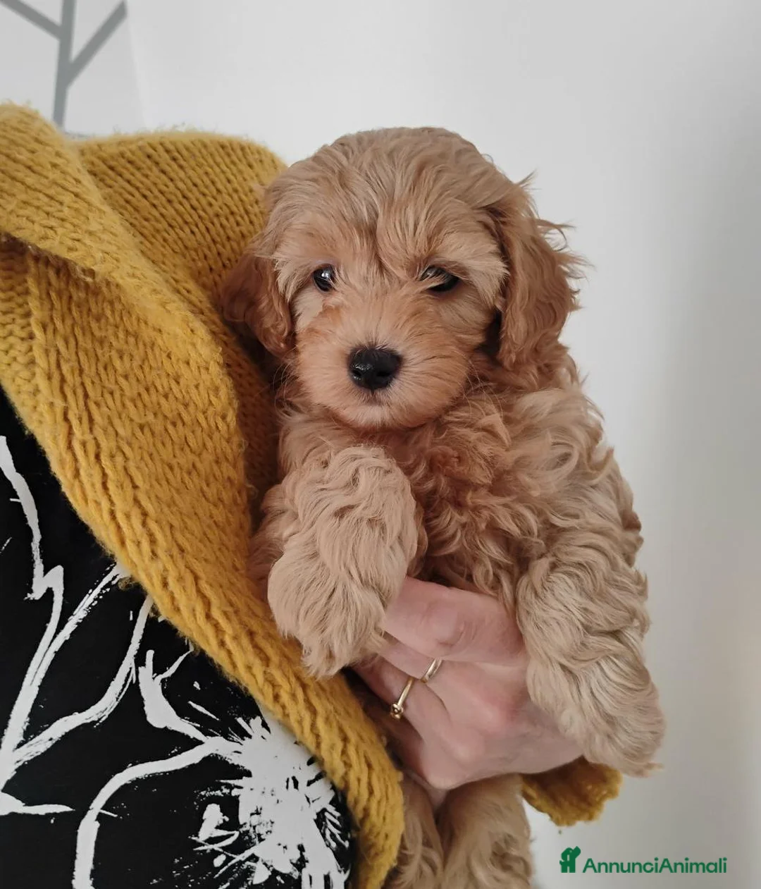 Meticcio cani in vendita: Cucciolata di 4 maschietti di Maltipoo - Annuncio 20