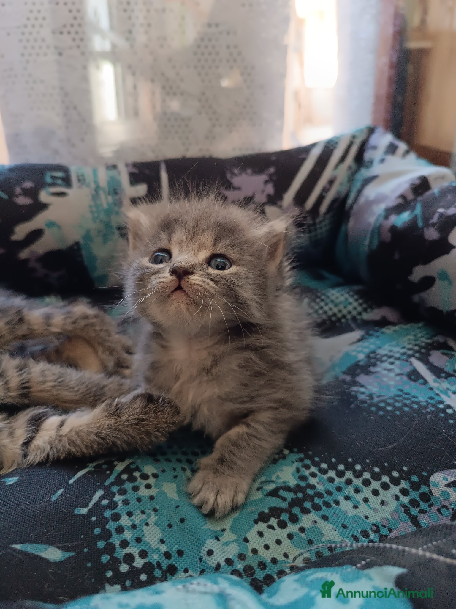 Certosino gatti Gattini - Annuncio 1