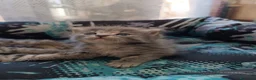 Certosino gatti in vendita: Gattini Svezzati e abituati alla lettiera  - Annuncio 2