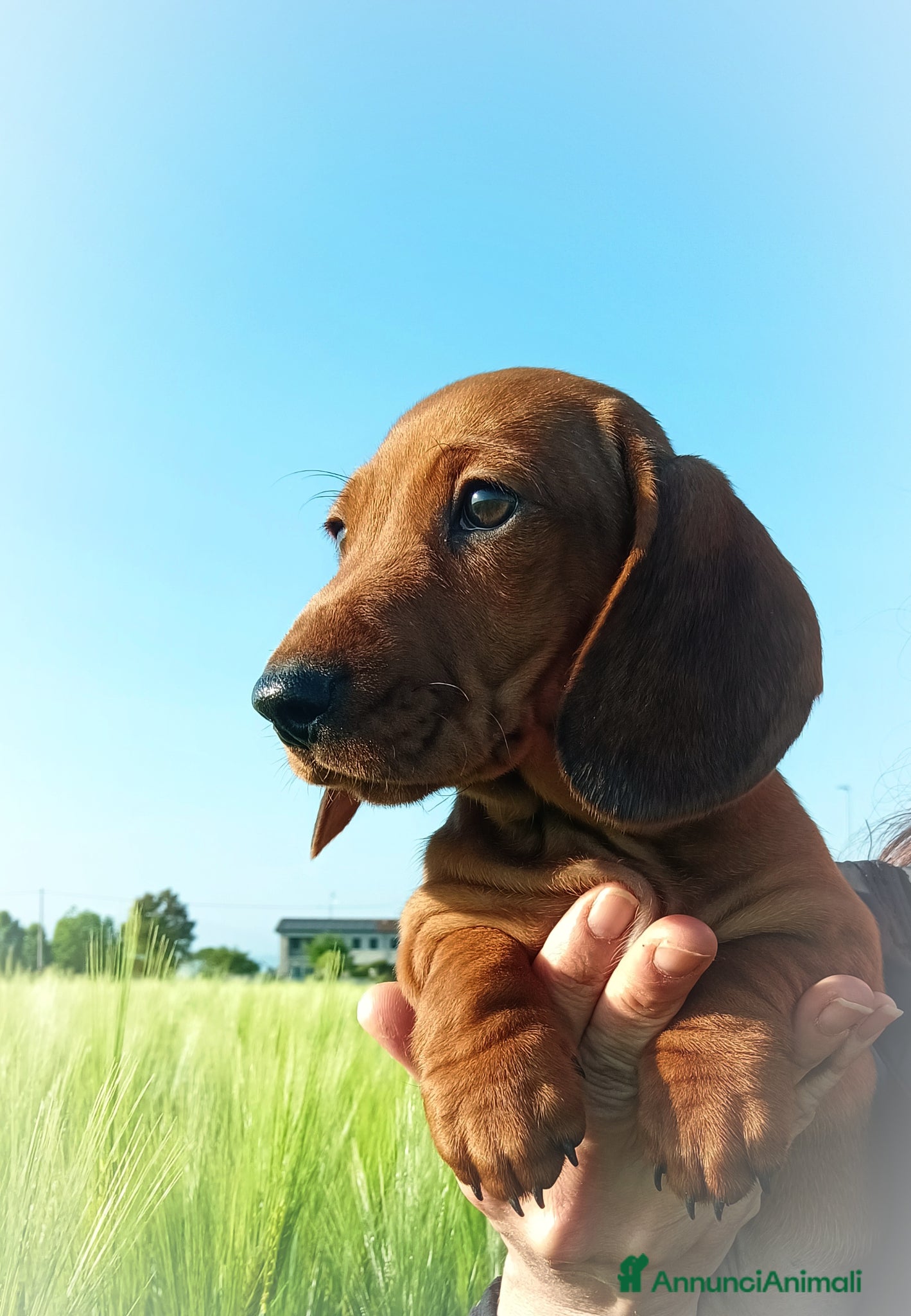 Bassotto cani Cucciolo bassotto fulvo - Annuncio 3