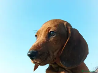 Bassotto cani Cucciolo bassotto fulvo - Annuncio 3